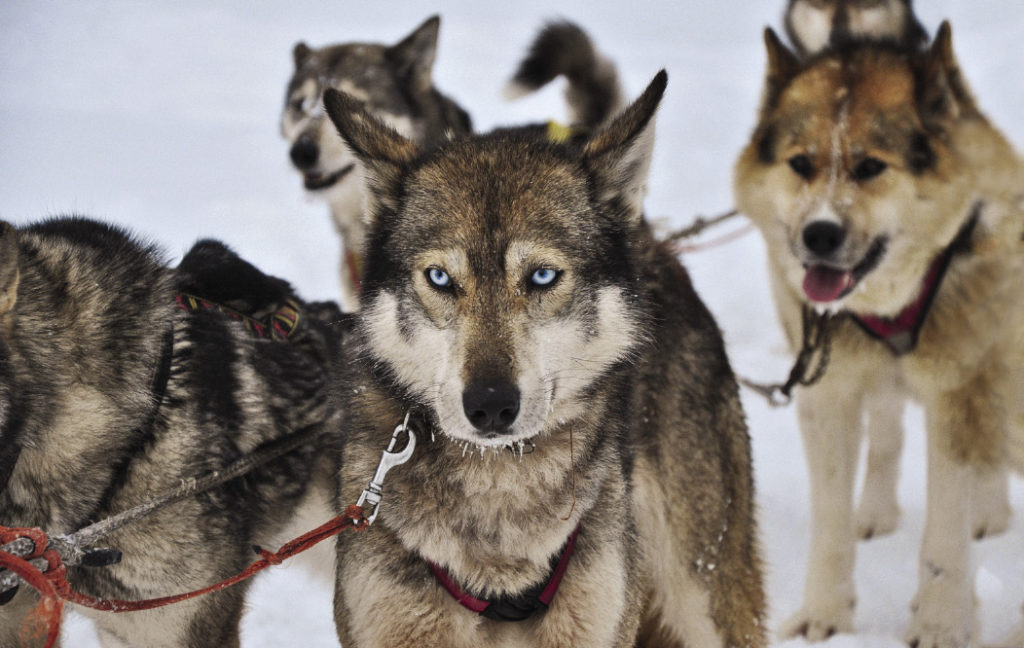 Huskies are the most common sled dogs on the peninsula, and a ride with a dog team is one of the most popular tourist activities
