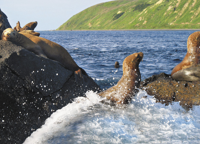 Lake Moneron has one of the biggest breeding grounds of the appealing Stella sea lions.