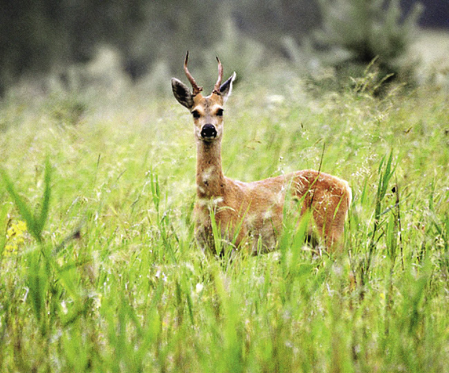 The most popular and coveted quarry is the Siberian roe deer.