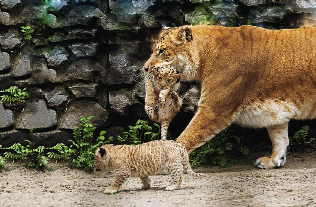 A liger, a lion-tiger hybrid, with its cubs in the Novosibirsk Zoo.