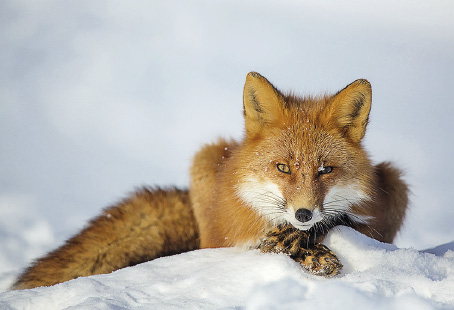 The red fox: there are five to six thousands specimens of the species in Kamchatka today.