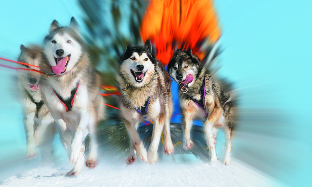 Ride quick as the wind on huskies at Chukavino Sled Dog Centre.